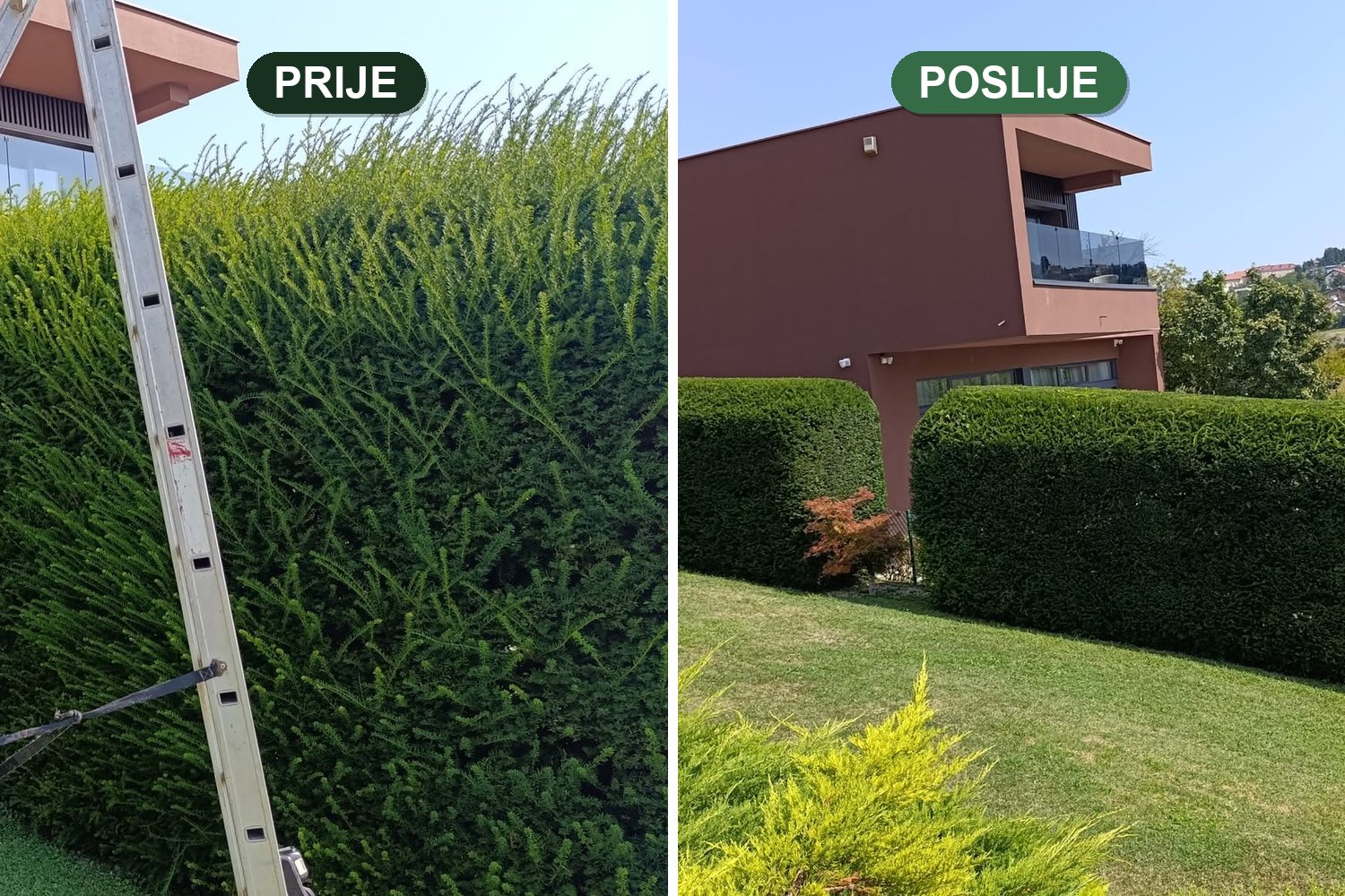 Živica prije i poslije orezivanja — Zeleni DiV