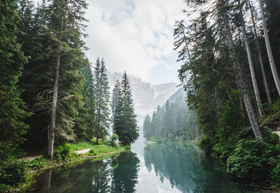 Visoka stabla uz šumsko jezero